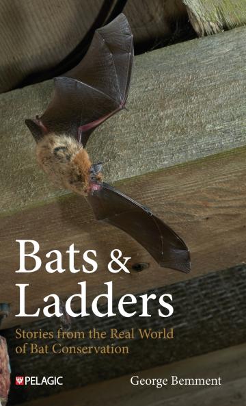 Bats & Ladders