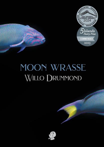 Moon Wrasse