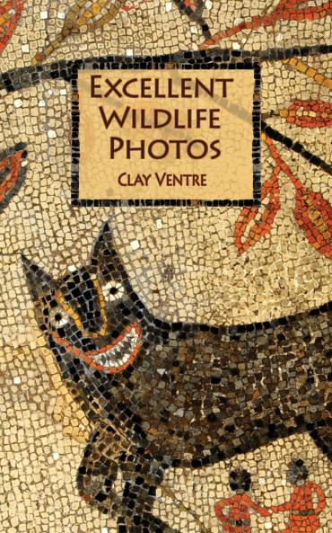 Excellent Wildlife Photos