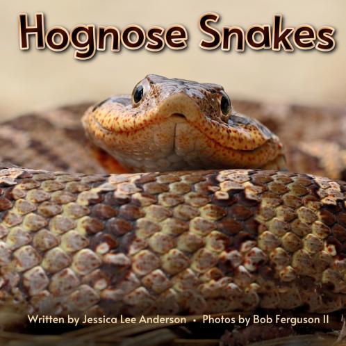 Hognose Snakes