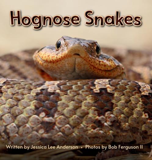 Hognose Snakes
