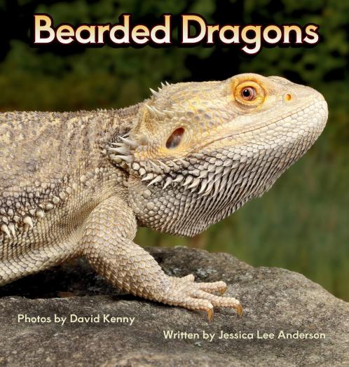 Bearded Dragons