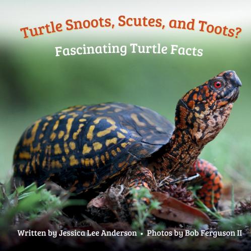 Turtle Snoots Scutes and Toots? Fascinating Turtle Facts