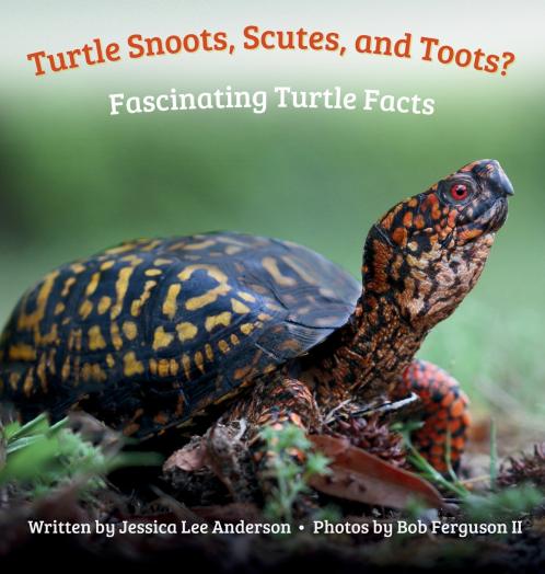 Turtle Snoots Scutes and Toots? Fascinating Turtle Facts