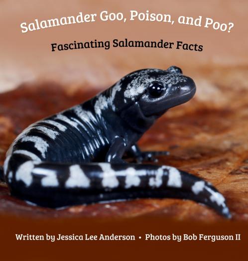 Salamander Goo Poison and Poo? Fascinating Salamander Facts