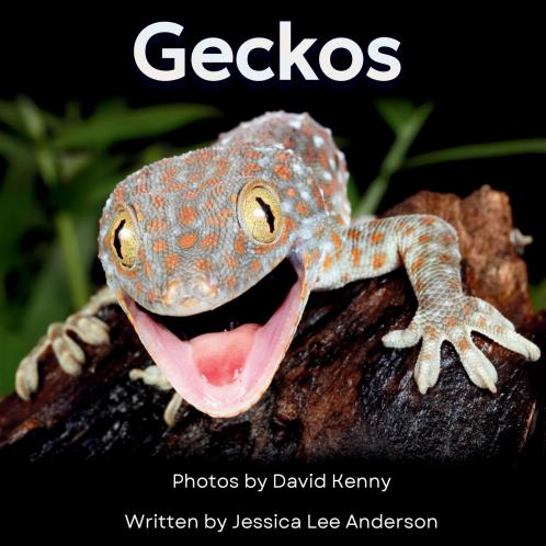 Geckos