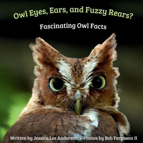 Owl Eyes Ears and Fluffy Rears?