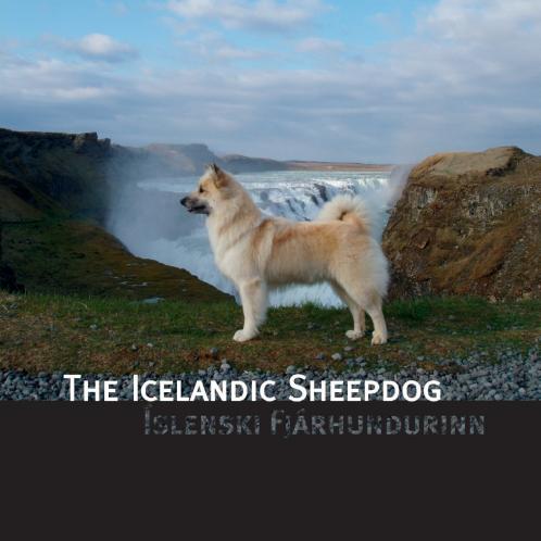 The Icelandic Sheepdog