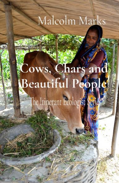 Cows Chars and Beautiful People
