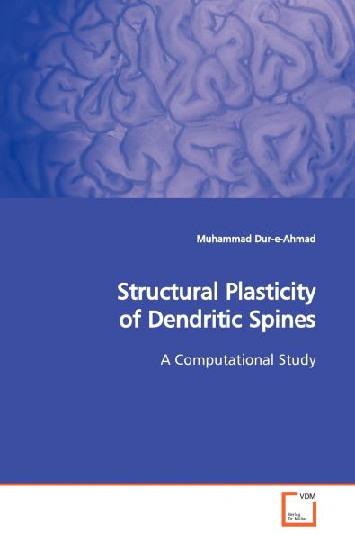 Structural Plasticity of Dendritic Spines