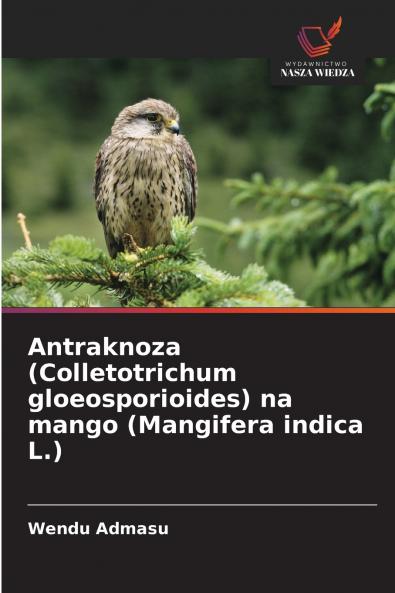 Antraknoza (Colletotrichum gloeosporioides) na mango (Mangifera indica L.)