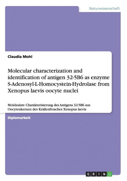Molecular characterization and identification of antigen 32-5B6 as enzyme S-Adenosyl-L-Homocystein-Hydrolase from Xenopus laevis oocyte nuclei
