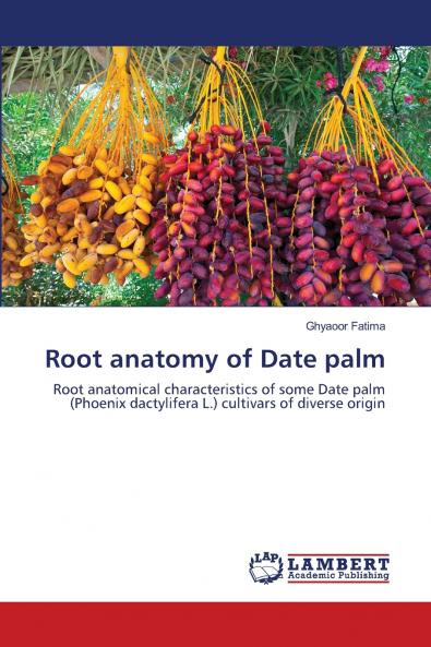 Root anatomy of Date palm
