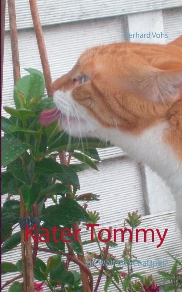 Kater Tommy