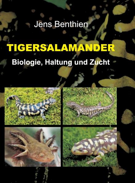 Tigersalamander