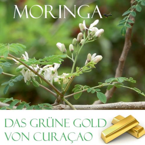 Das grüne Gold von Curacao