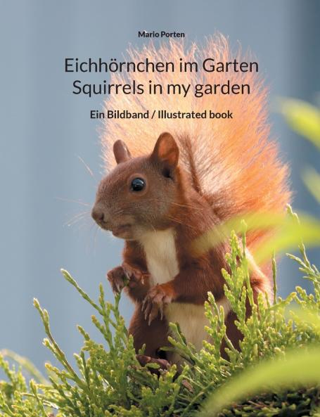 Eichhörnchen im Garten / Squirrels in my garden
