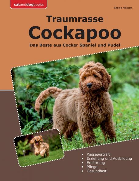 Traumrasse Cockapoo