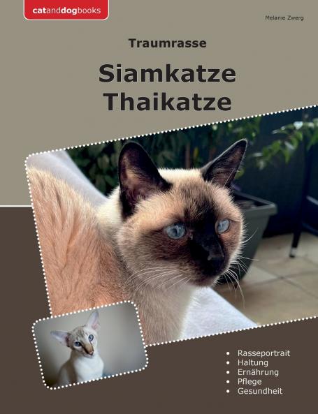 Traumrasse Siamkatze