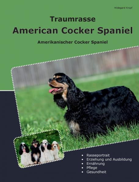 Traumrasse American Cocker Spaniel