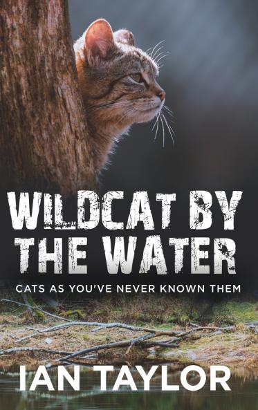 Wildcat By The Water