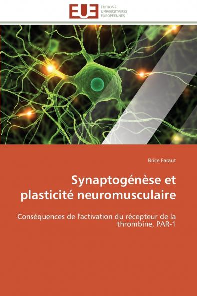 Synaptogénèse et plasticité neuromusculaire