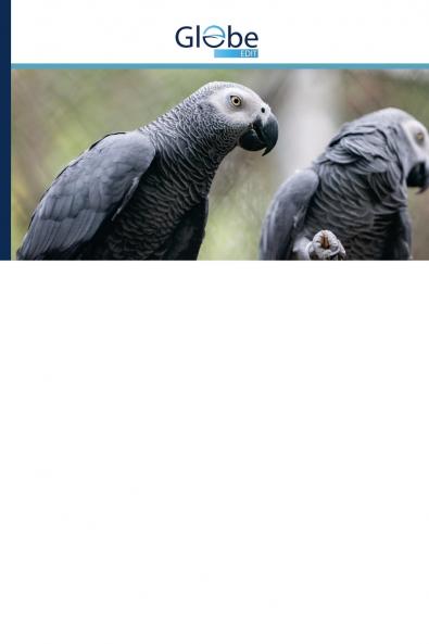 A jákópapagáj (Psittacus erithacus) ex situ védelmének kérdései