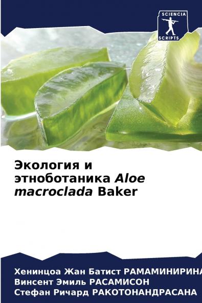 ???????? ? ???????????? Aloe macroclada Baker