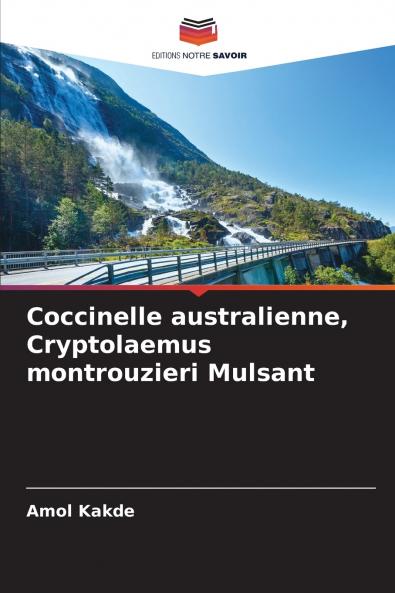 Coccinelle australienne Cryptolaemus montrouzieri Mulsant