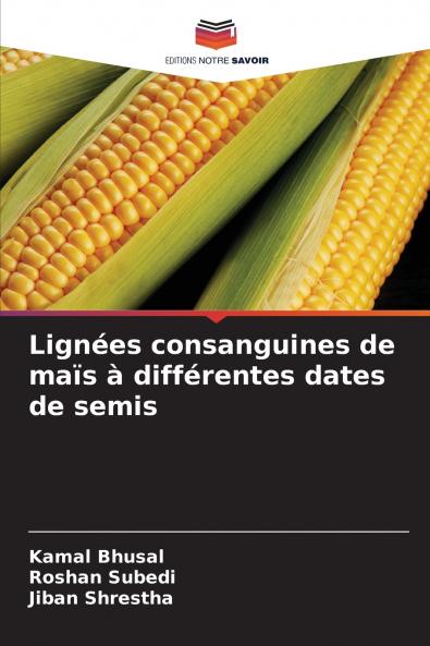 Lignées consanguines de maïs à différentes dates de semis
