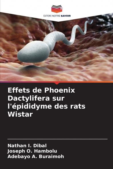 Effets de Phoenix Dactylifera sur l'épididyme des rats Wistar