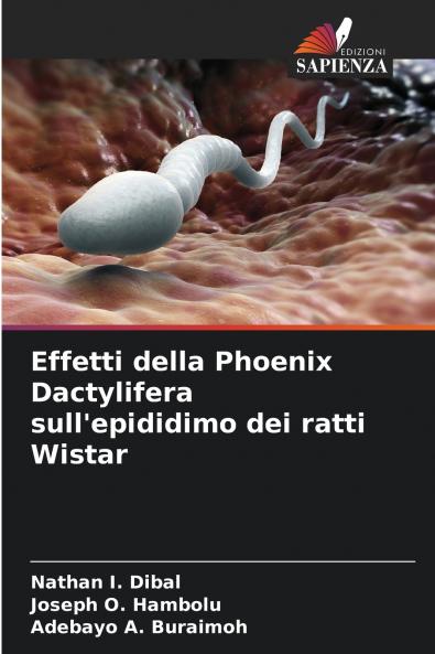 Effetti della Phoenix Dactylifera sull'epididimo dei ratti Wistar