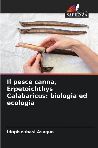 Il pesce canna Erpetoichthys Calabaricus
