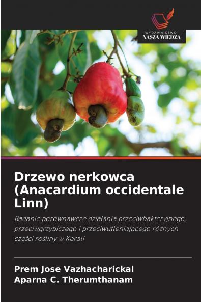 Drzewo nerkowca (Anacardium occidentale Linn)
