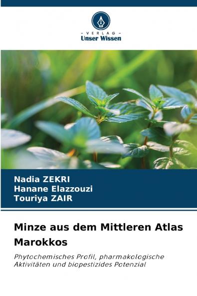 Minze aus dem Mittleren Atlas Marokkos