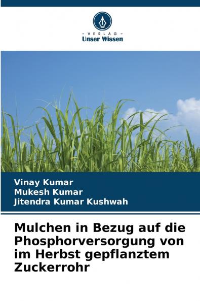 Mulchen in Bezug auf die Phosphorversorgung von im Herbst gepflanztem Zuckerrohr