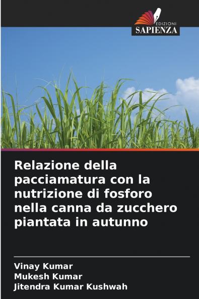 Relazione della pacciamatura con la nutrizione di fosforo nella canna da zucchero piantata in autunno