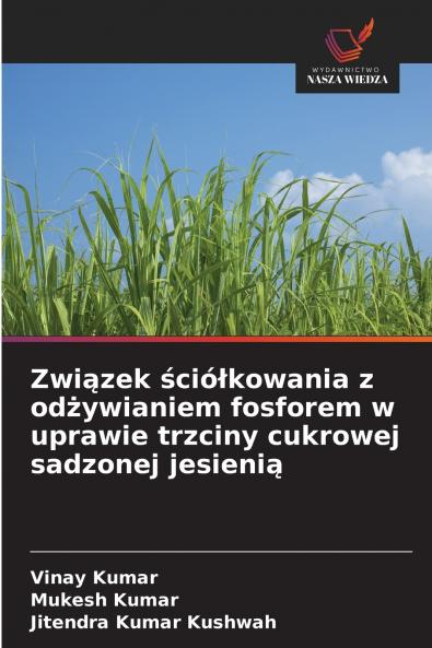 Związek ściółkowania z odżywianiem fosforem w uprawie trzciny cukrowej sadzonej jesienią