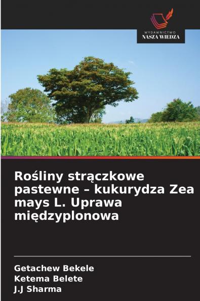 Rośliny strączkowe pastewne - kukurydza Zea mays L. Uprawa międzyplonowa