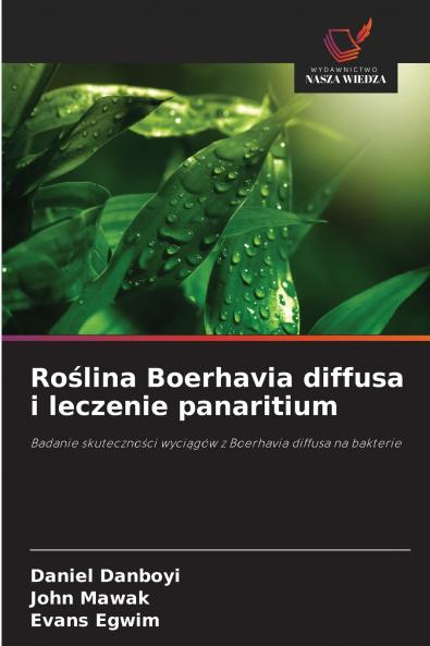 Roślina Boerhavia diffusa i leczenie panaritium