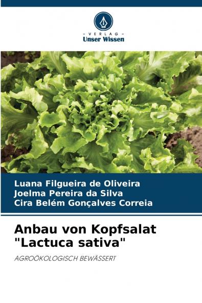 Anbau von Kopfsalat Lactuca sativa