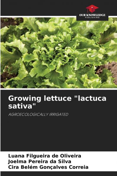 Growing lettuce lactuca sativa