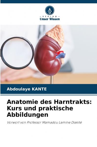 Anatomie des Harntrakts