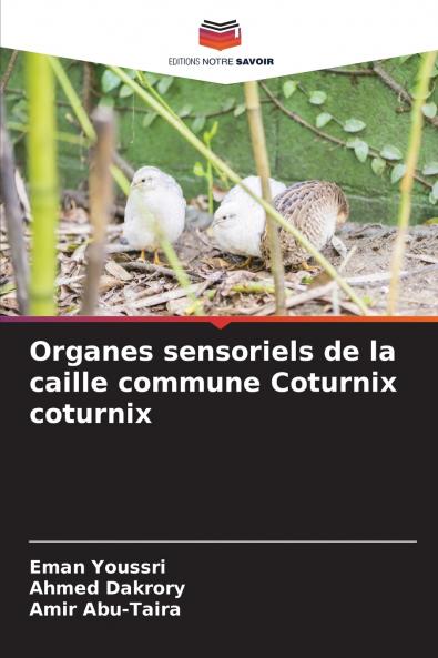 Organes sensoriels de la caille commune Coturnix coturnix