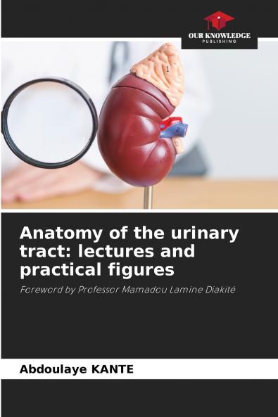 Anatomy of the urinary tract