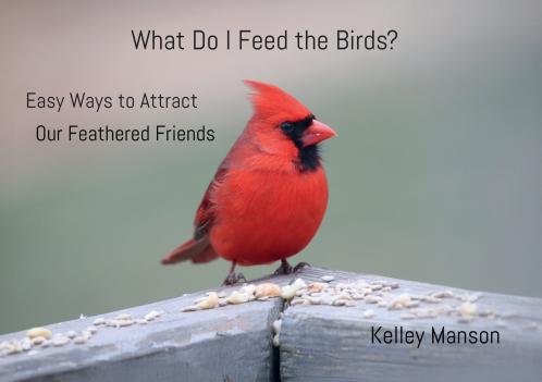 What Do I Feed the Birds?