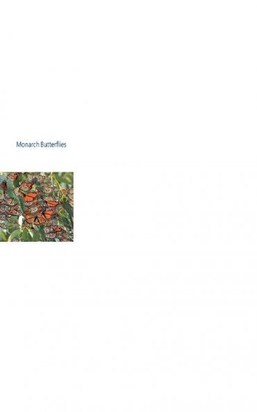 Monarch Butterflies