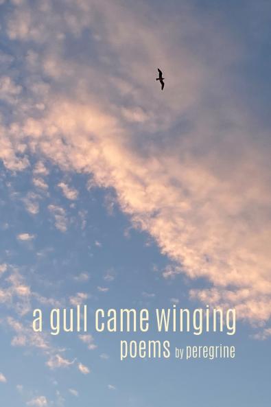 A gull came winging