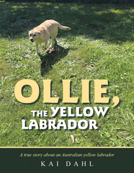 OLLIE THE YELLOW LABRADOR