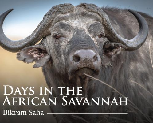 Days in the African Savannah